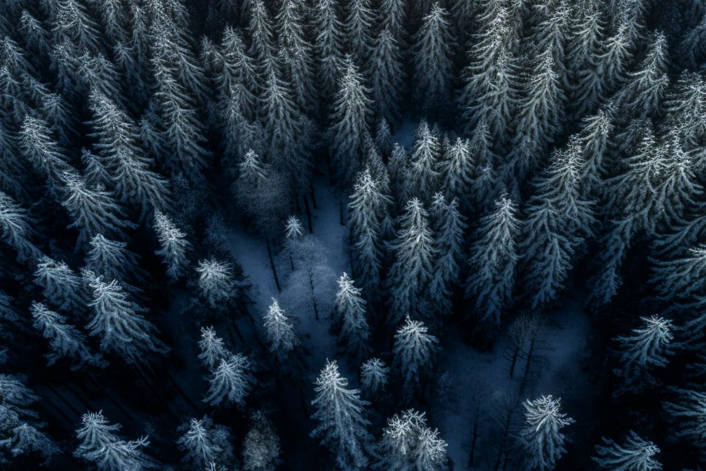 Norsk skog
